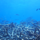 A staghorn coral graveyard.